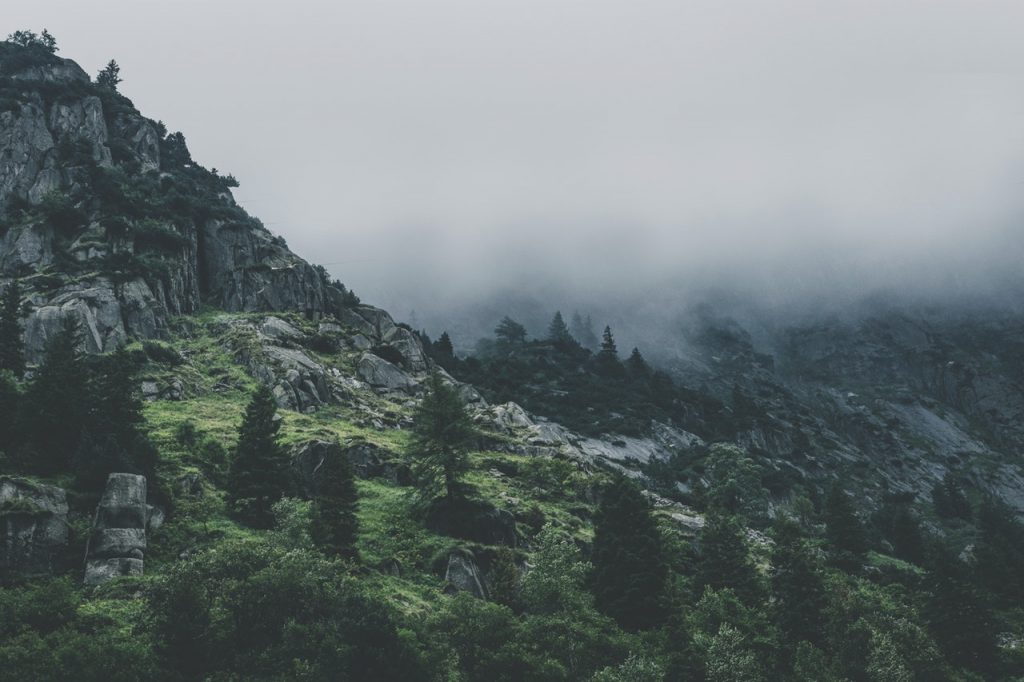 Green Leafed Trees During Fog Time 167684 1024x682 1